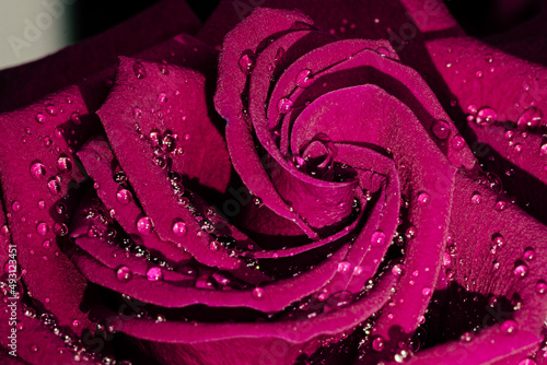 macro close up purple rose