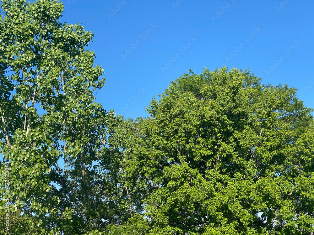 Green Leaves and sky Green Leaves and sky