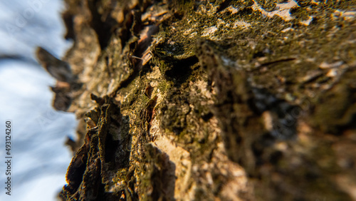 Fototapeta Naklejka Na Ścianę i Meble -  Makro: Brzoza