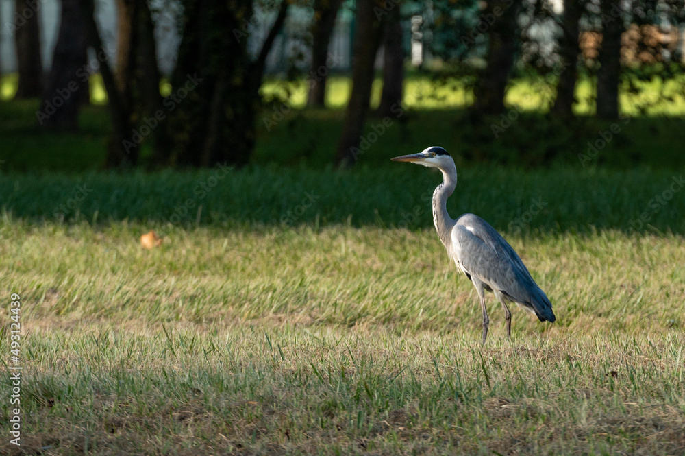 Fototapeta premium Ardea cinerea - Grey heron - Héron cendré