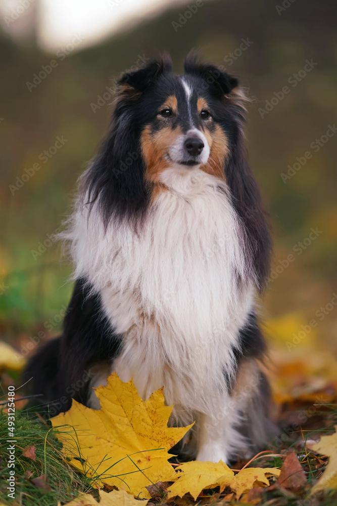 Adorable tricolor Sheltie dog posing outdoors sitting on a green grass with fallen maple leaves in autumn