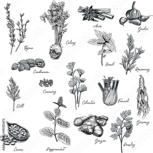 Herbs and Spices vector set. Sketchy vector hand-drawn illustrations.
