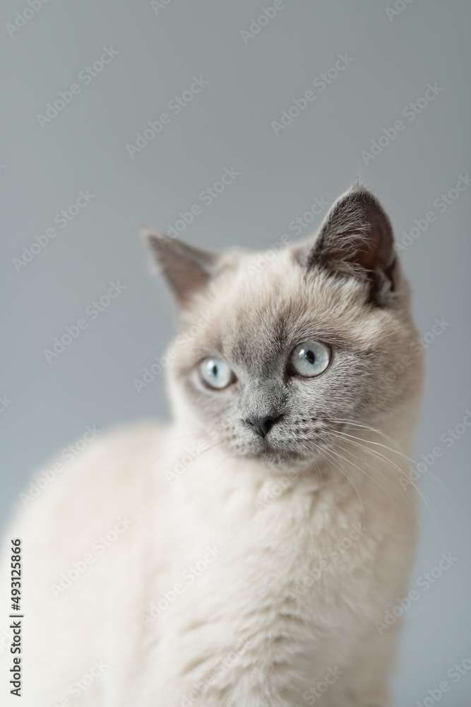 子猫 シャム猫 子猫 シャム猫