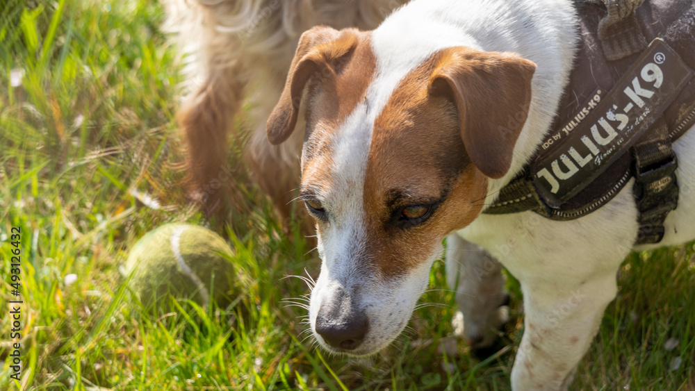 Portrait of a young Jack Russell Terrier, in the grass, and his tennis ball Portrait of a young Jack Russell Terrier, in the grass, and his tennis ball