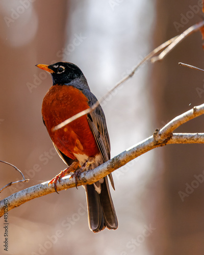 American Robin perching on branch