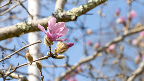 Magnolia in full bloom  early spring