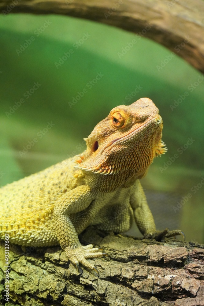 Obraz premium lizard on a branch