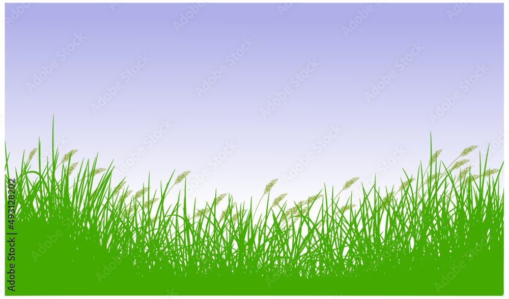 Fototapeta premium reeds grass silhouette background