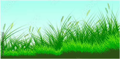 green reeds grass background