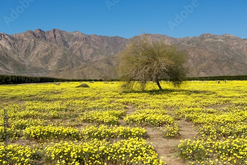 Anza-Borrego Desert State Park in bloom photo