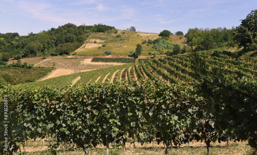 Hügelige Landschaft des Piemont mit Weinstöcken und Obstbäumen