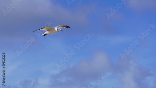 Seagulls flying through the air