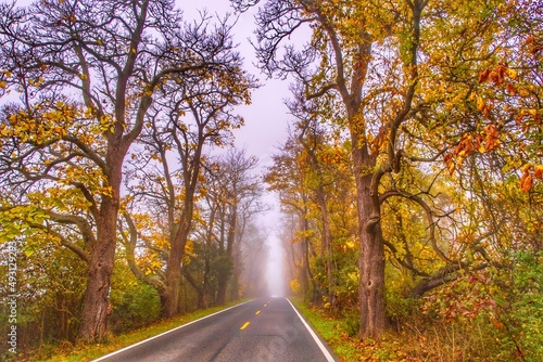 autumn road in the forest