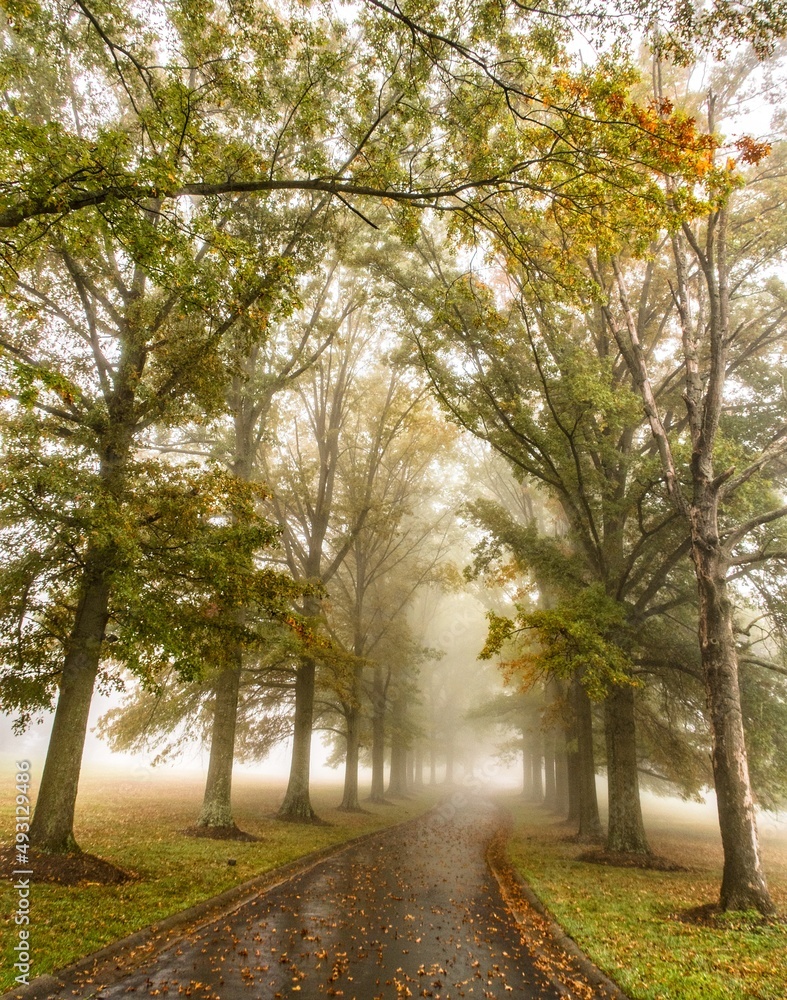 Foggy treelined drive 