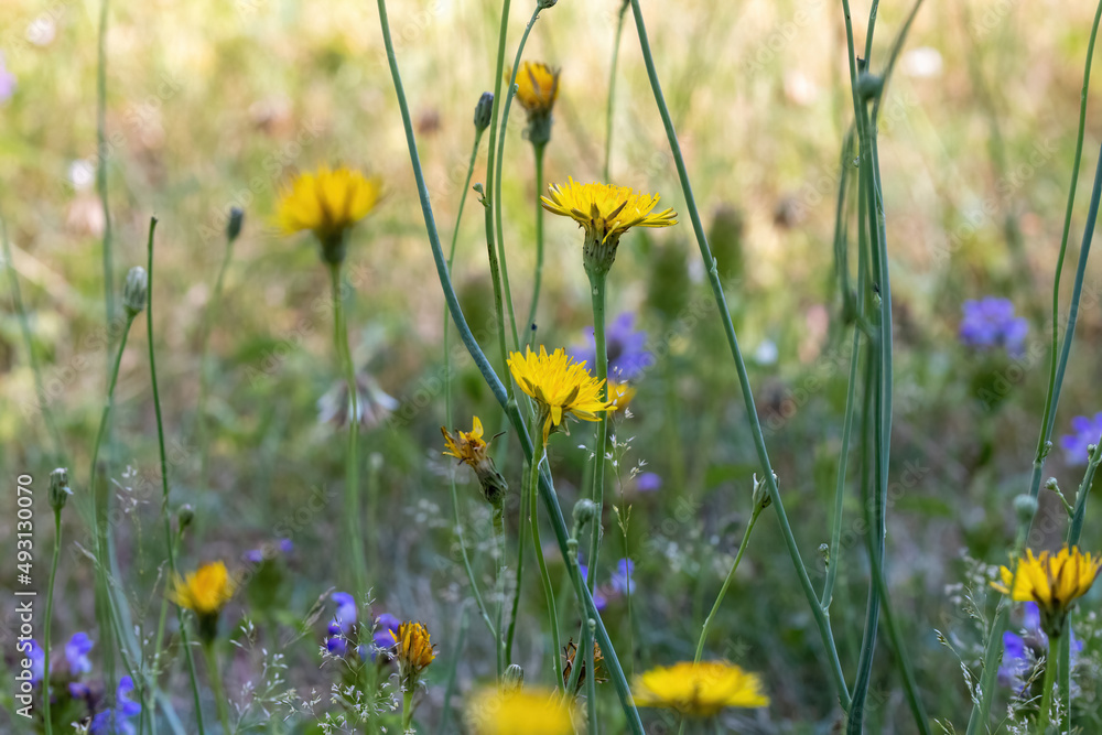 close up of bright yellow dandelions growing close up of bright yellow dandelions growing
