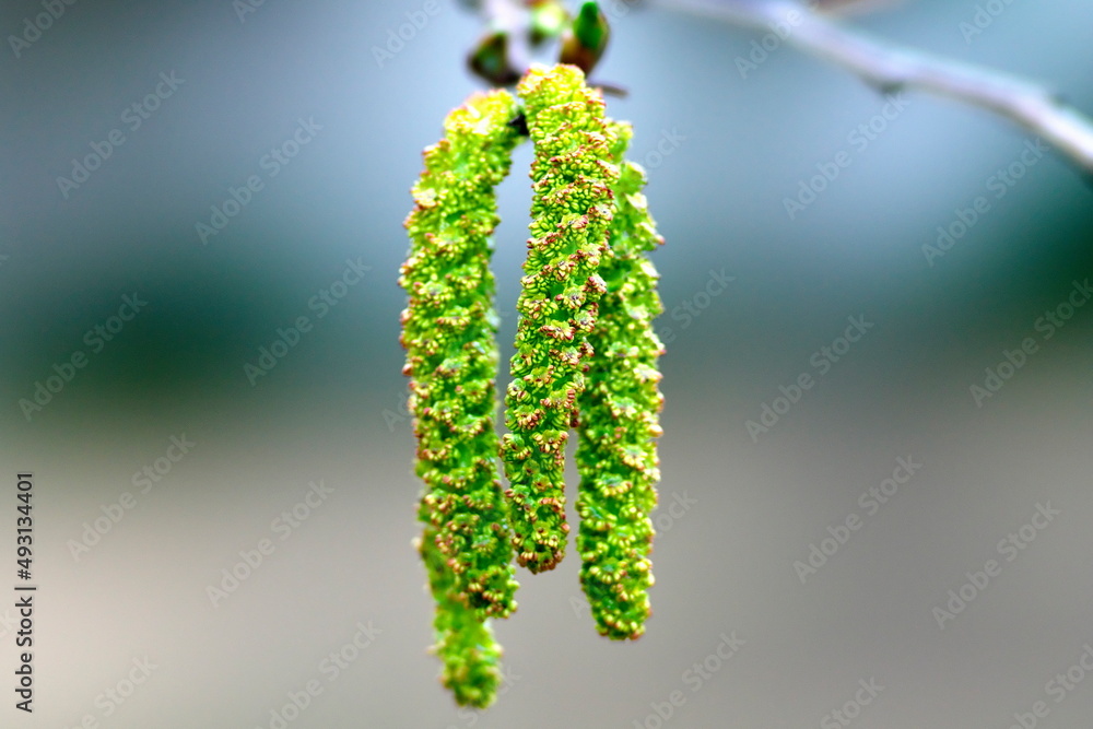 Fototapeta premium Tokyo, Japan - March 16, 2022: Flowers of Firma Alder or Asian Alder or Japanese Green Alder or Alnus firma in spring 