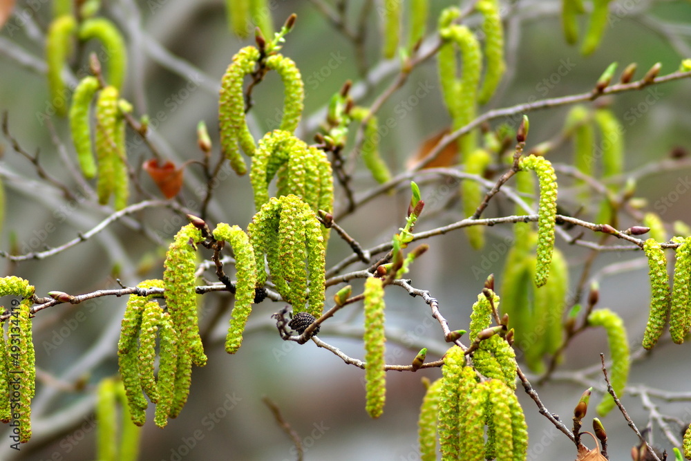 Tokyo, Japan - March 16, 2022: Flowers of Firma Alder or Asian Alder or Japanese Green Alder or Alnus firma in spring
Tokyo, Japan - March 16, 2022: Flowers of Firma Alder or Asian Alder or Japanese Green Alder or Alnus firma in spring
