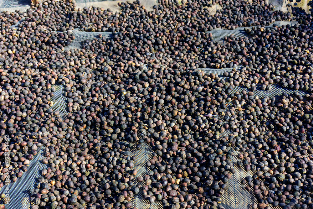 Coffee beans berries drying are naturally processed by the sun. Honey process coffee beans dry in the north of Thailand Coffee beans berries drying are naturally processed by the sun. Honey process coffee beans dry in the north of Thailand