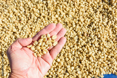 Hand of a farmer showing coffee beans with coffee beans drying with naturally processed by the sun in the background