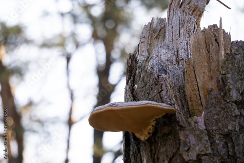 Fototapeta Naklejka Na Ścianę i Meble -  huba, bagno, las, złota godzina, poranek, wschód słońca, wiosna, promienie, promienisty