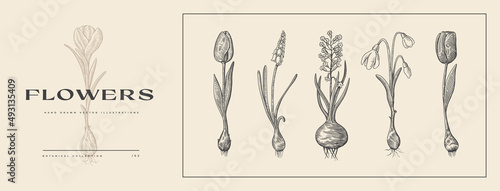 Large set of hand-drawn garden flowers with bulbs on a light background. Botanical retro image for a floral background, vector illustration. Design element for postcard, poster, cover, invitation.