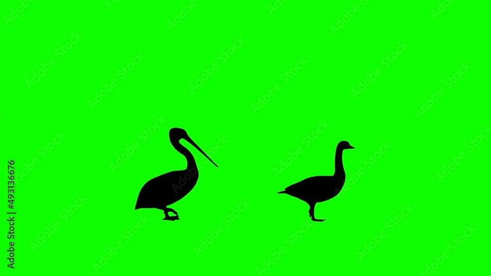 Walking pelican and goose, animation on the green background Walking pelican and goose, animation on the green background
