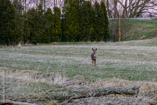 a deer on a harvested field looking ahead 