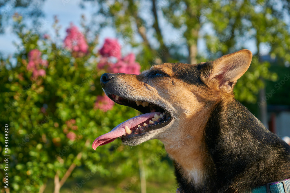 Dog with tongue out resting from a long walk.
The dog is happy in a park Dog with tongue out resting from a long walk.
The dog is happy in a park