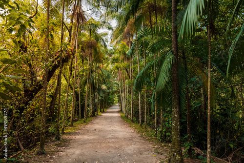 Path with trees in Corrego Grande Municipal Park, Florianopolis