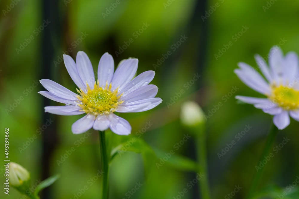 夏の庭のピンクのキレイなキクの花
夏の庭のピンクのキレイなキクの花