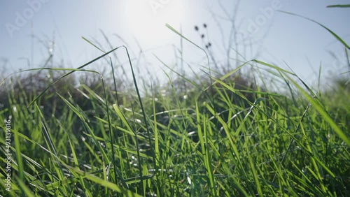 Close-up of grasslands in the wind photo