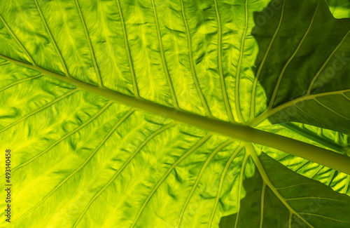 Yellow and Green Taro Leaf Closeup.
