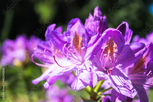 Colombia Grandiflorum flowers in full bloom. Blossoming purple Rhododendron catawbiense ponticum flower on bush in spring garden, park at sunny day. Evergreen shrub with lots of fully open Azalea buds