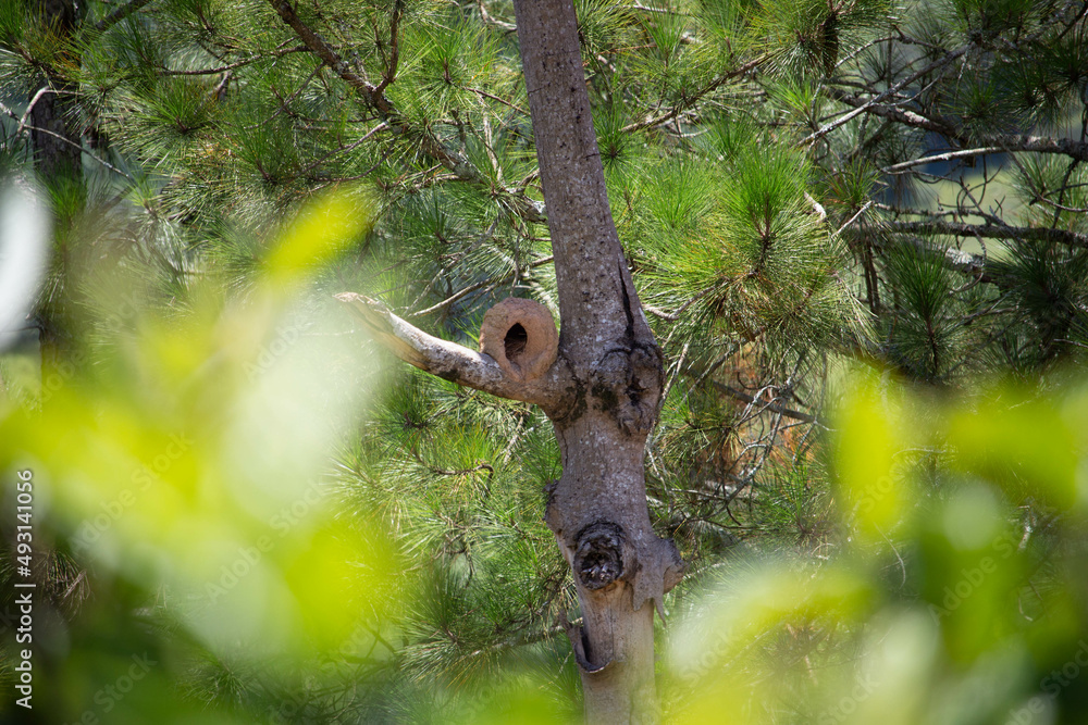 Rufous hornero abandoned nest Rufous hornero abandoned nest