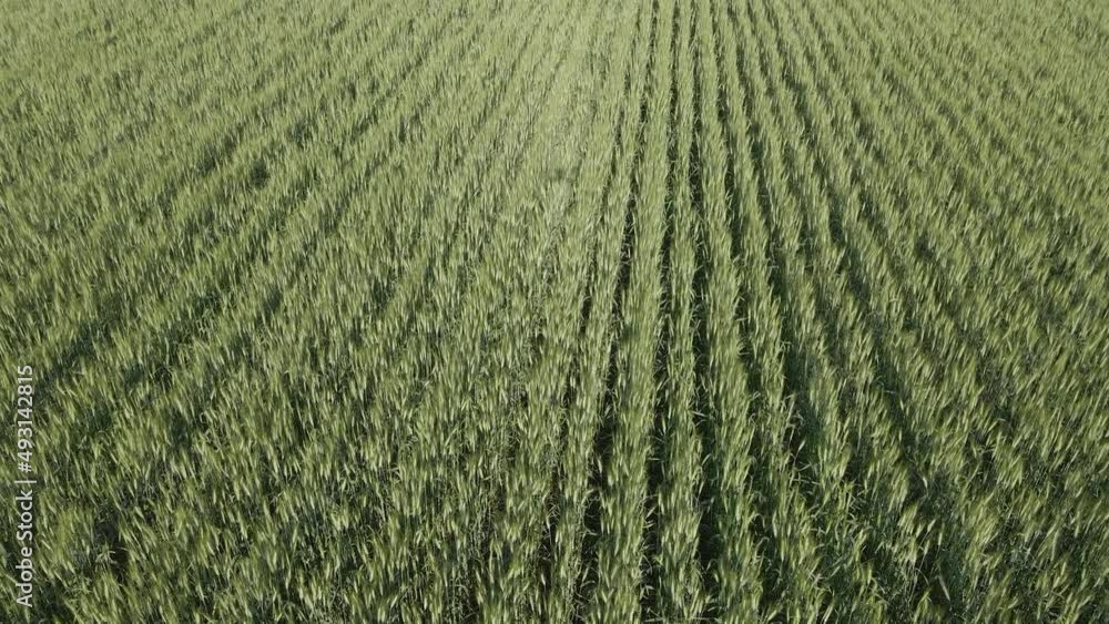 Drone flying just above a field of green wheat highlighting the rows of crops. The shadow of the drone can be seen in the clip. Drone flying just above a field of green wheat highlighting the rows of crops. The shadow of the drone can be seen in the clip.