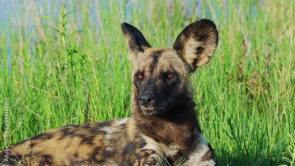 Endangered African Wild Dog Looking At Camera In Khwai, Botswana, South Africa. - close up Endangered African Wild Dog Looking At Camera In Khwai, Botswana, South Africa. - close up