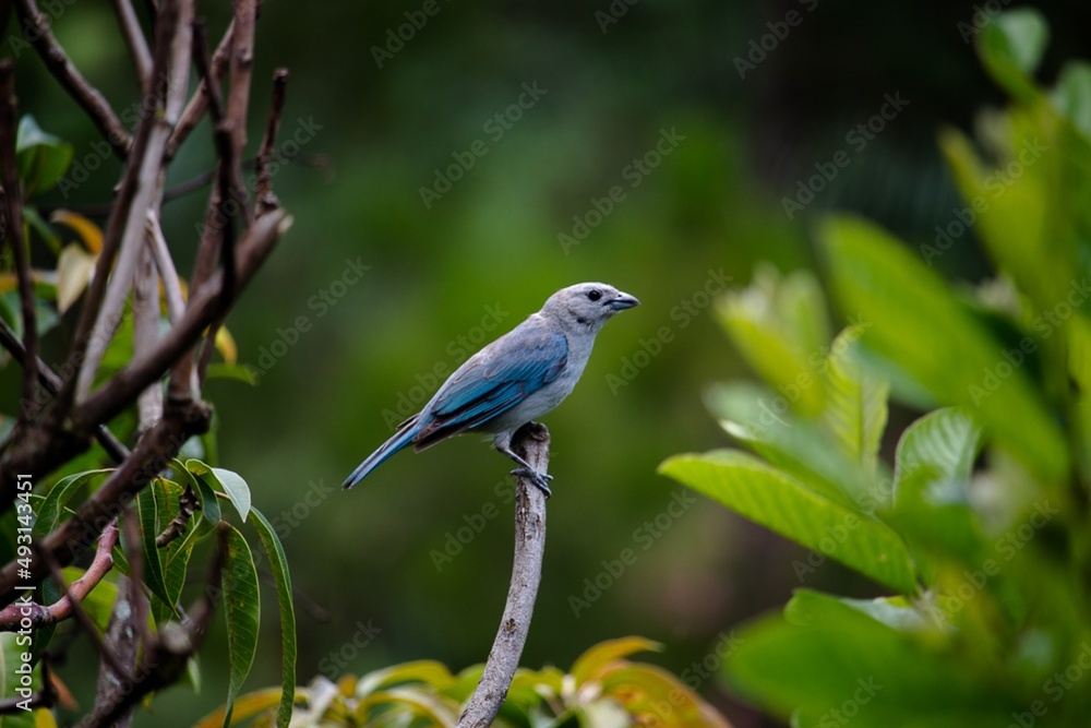 blue bird on a branch