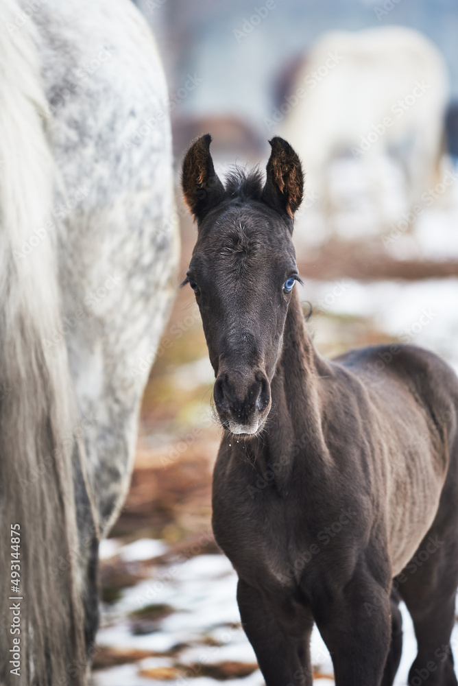 Portrait of a newborn foal near the mother in the herd in winter background. Close-up of portrait the newborn foal with blue eyes Portrait of a newborn foal near the mother in the herd in winter background. Close-up of portrait the newborn foal with blue eyes