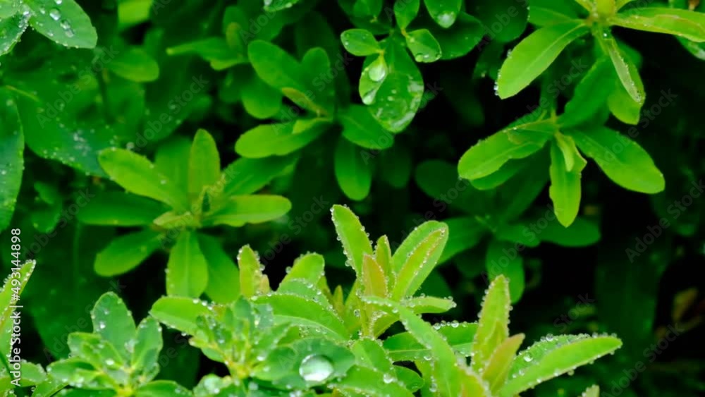 Dew drops on green grass and plants.Greenery in raindrops.Green plants natural background.Water droplets on green leaves. 4k footage Dew drops on green grass and plants.Greenery in raindrops.Green plants natural background.Water droplets on green leaves. 4k footage