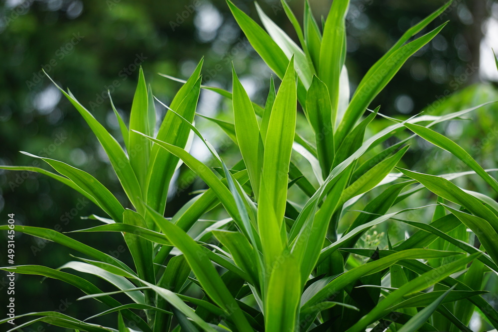 Fototapeta premium Pleomele angustifolia (Suji, suji hijau, Dracaena angustifoliae) leaves. The leaves are used to make green food coloring. Also used traditionally as medicine for several different ailments