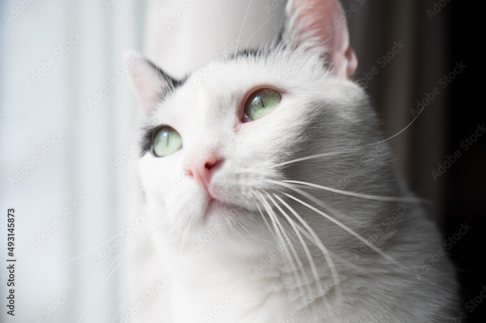 White and black cat with green eyes looking upwards