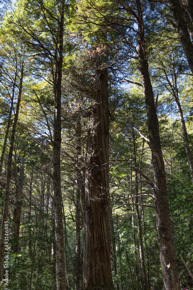 trees in the forest