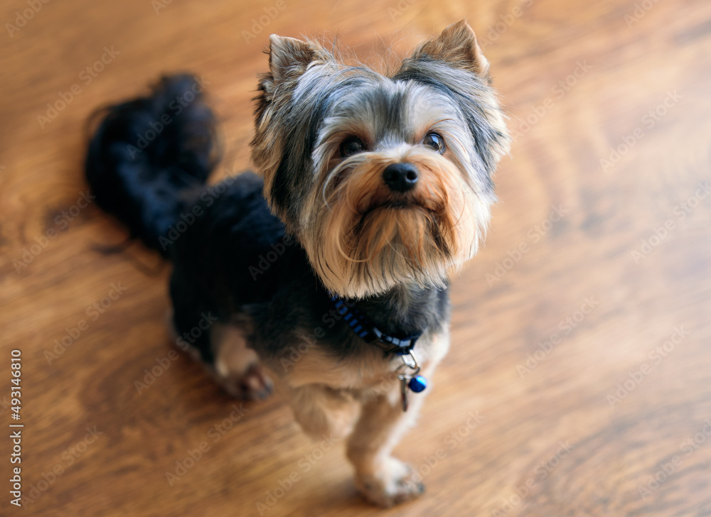 Whats for lunch. Shot of an adorable dog sitting on a wooden floor at home. Whats for lunch. Shot of an adorable dog sitting on a wooden floor at home.