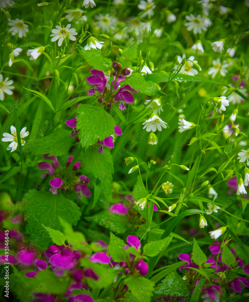 Spring flowering of primroses in a forest glade Spring flowering of primroses in a forest glade