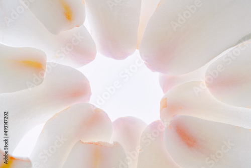 close up of magnolia petal