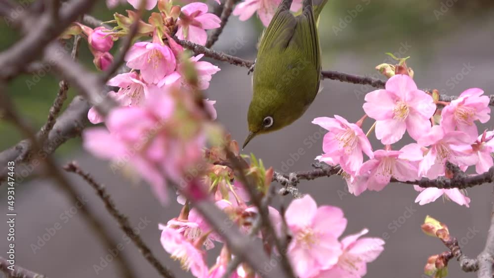 WhiteEye39 WhiteEye39