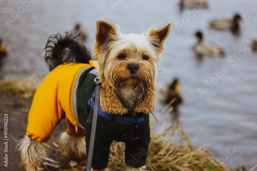 A cute, funny wet Yorkshire Terrier dog in a warm yellow water-repellent jumpsuit walks in nature near a lake with wild ducks. Pet in warm clothes outdoors in autumn, spring day. Canine pet on a walk. © vita