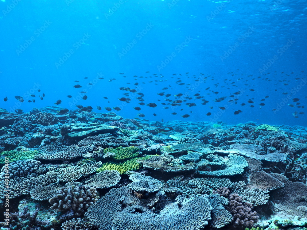 Fototapeta premium 春の沖縄のサンゴ礁たち