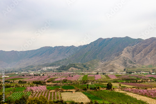 A beautiful scenery of peach orchards in swat valley