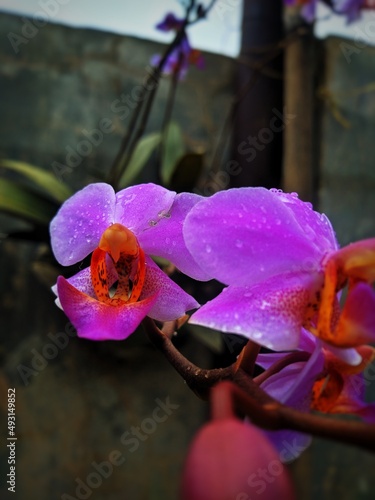 pink orchid flower